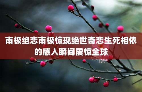 南极绝恋南极惊现绝世奇恋生死相依的感人瞬间震惊全球