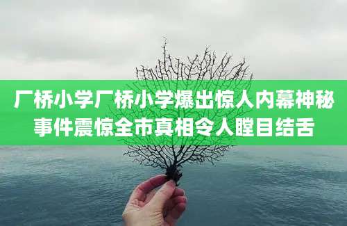 厂桥小学厂桥小学爆出惊人内幕神秘事件震惊全市真相令人瞠目结舌