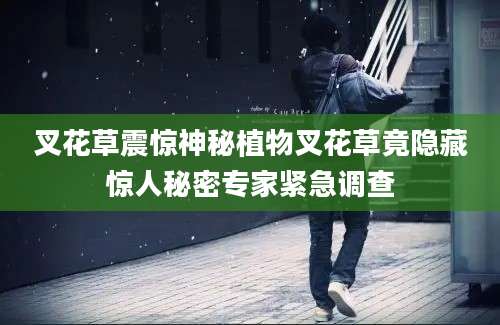 叉花草震惊神秘植物叉花草竟隐藏惊人秘密专家紧急调查